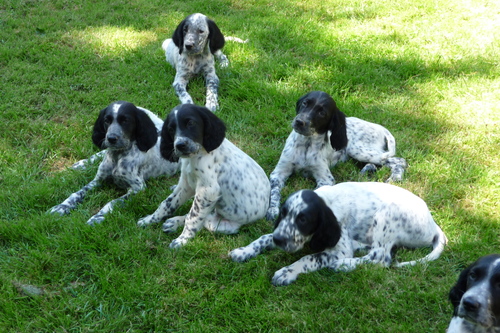 Photo des chiots