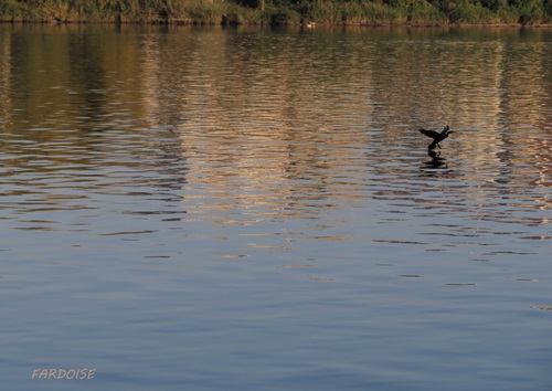 La pêche du cormoran 
