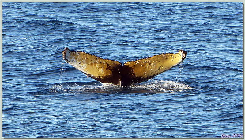 Pendant plus de deux heures nous allons observer une troupe de baleines à bosse - Baie de Dallmann - Iles Melchior - Péninsule Antarctique