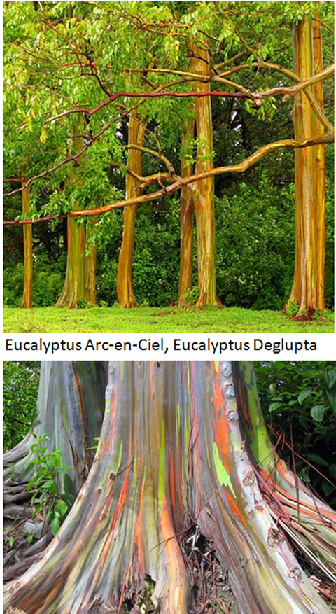 eucalyptys-arc-en-ciel-2