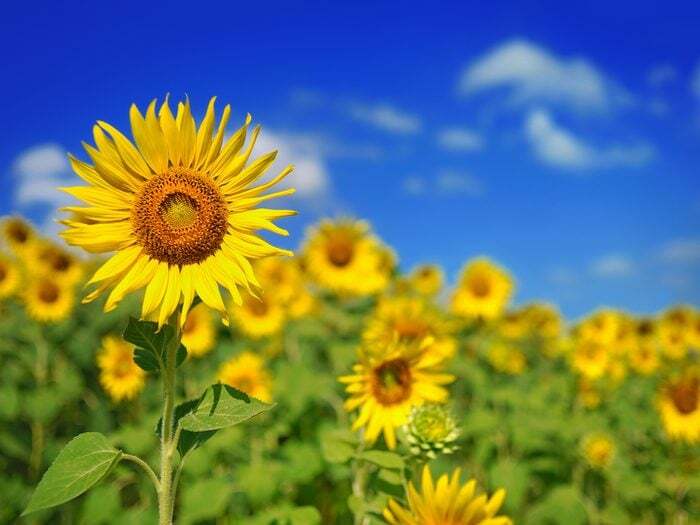 Sunflower,field,over,cloudy,blue,sky,and,bright,sun,lights