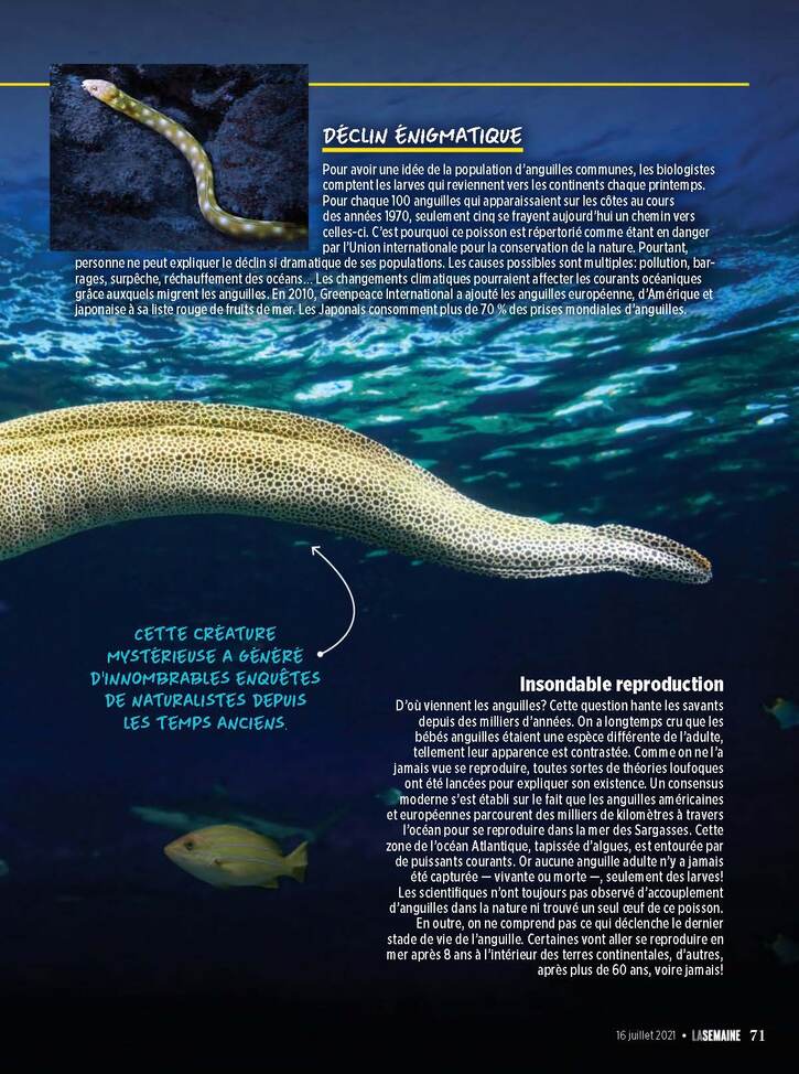 Articles/Photos sur les animaux - 4:  L'Anguille - Le mystère profond de ses origines (2 pages)