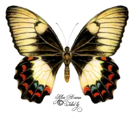 Papillons création 2