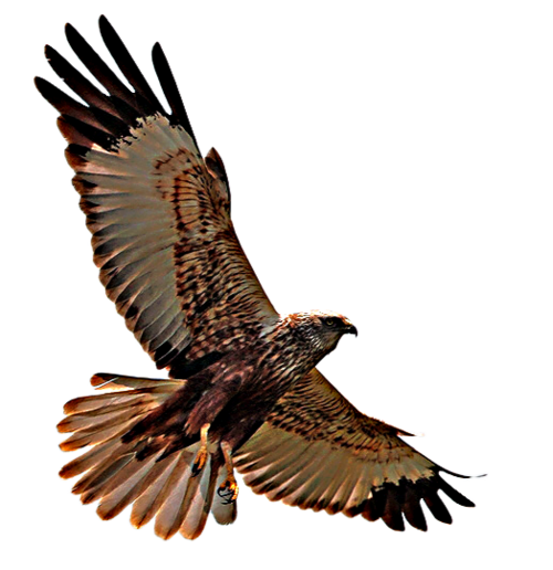 Rapace