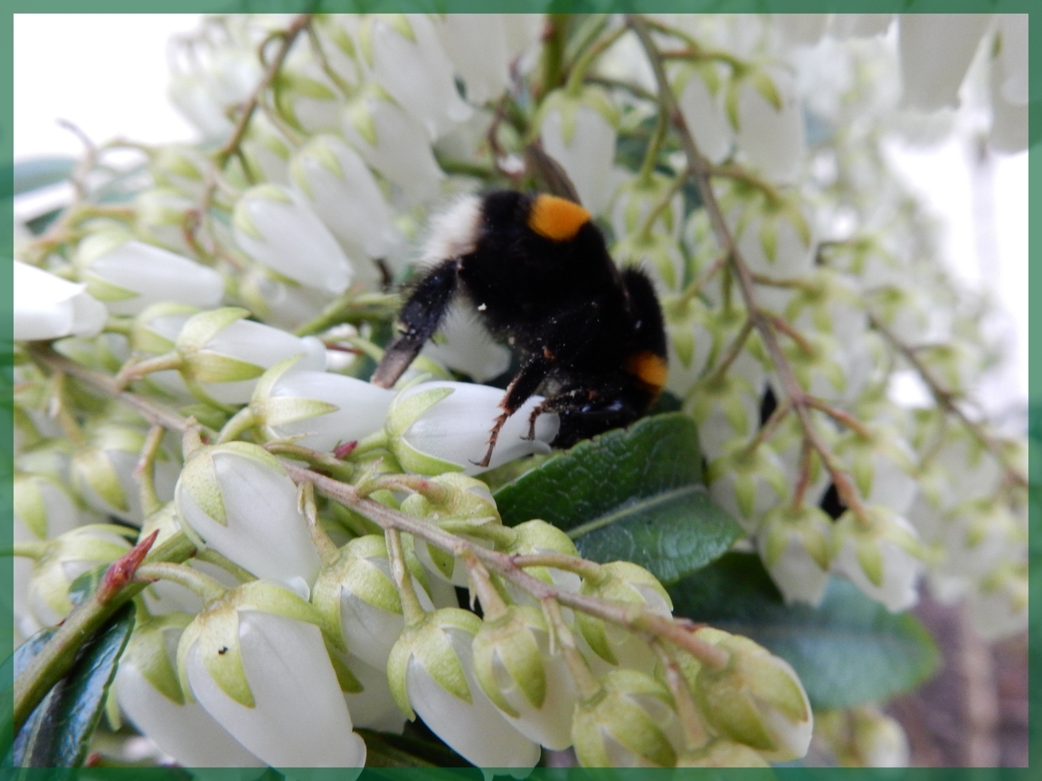 AU JARDIN BOURBONNAIS LE PIERIS ET LE BOURDON