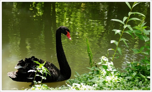 CYGNE NOIR