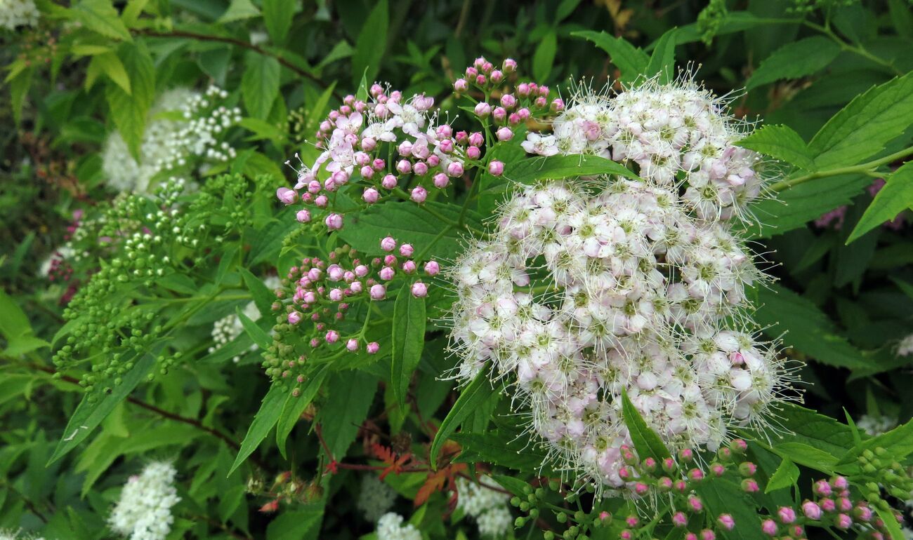 Un petit tour au jardin ce matin