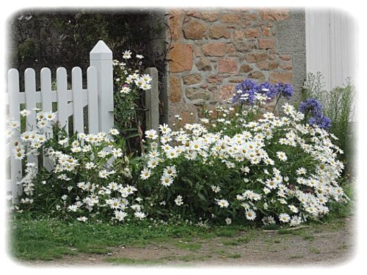                                        ** LES MARGUERI       TES des JARDINS.**