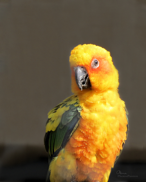 La Conure soleil (Aratinga solstitialis)