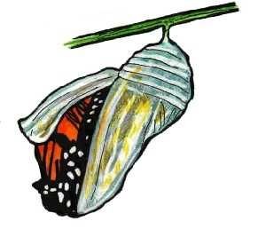 cocon papillon