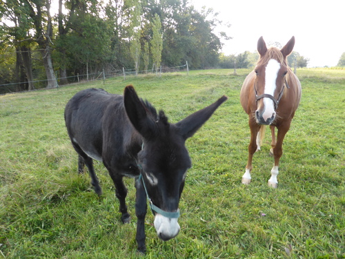 savez vous que Casimodo a des animaux