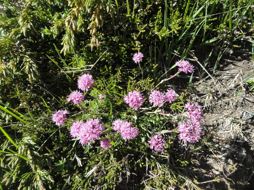 Fleurs roses