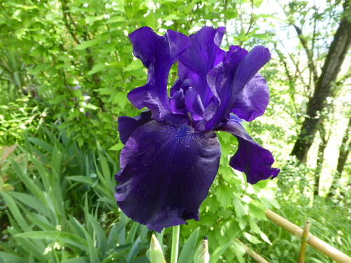 iris 