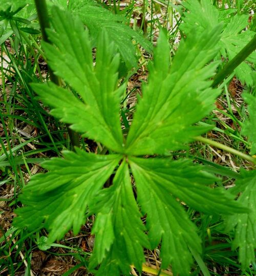 Fleurs cultivées : Trolle