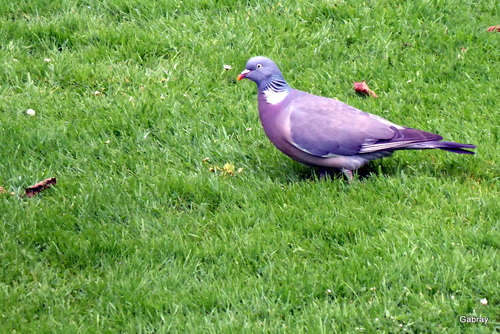 L’écureuil et le pigeon ...