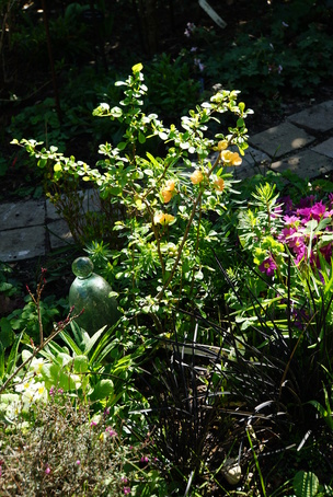 Chaenomeles 'Esperance'