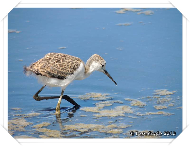 Pause ornithologique estivale au Teich - 11/12