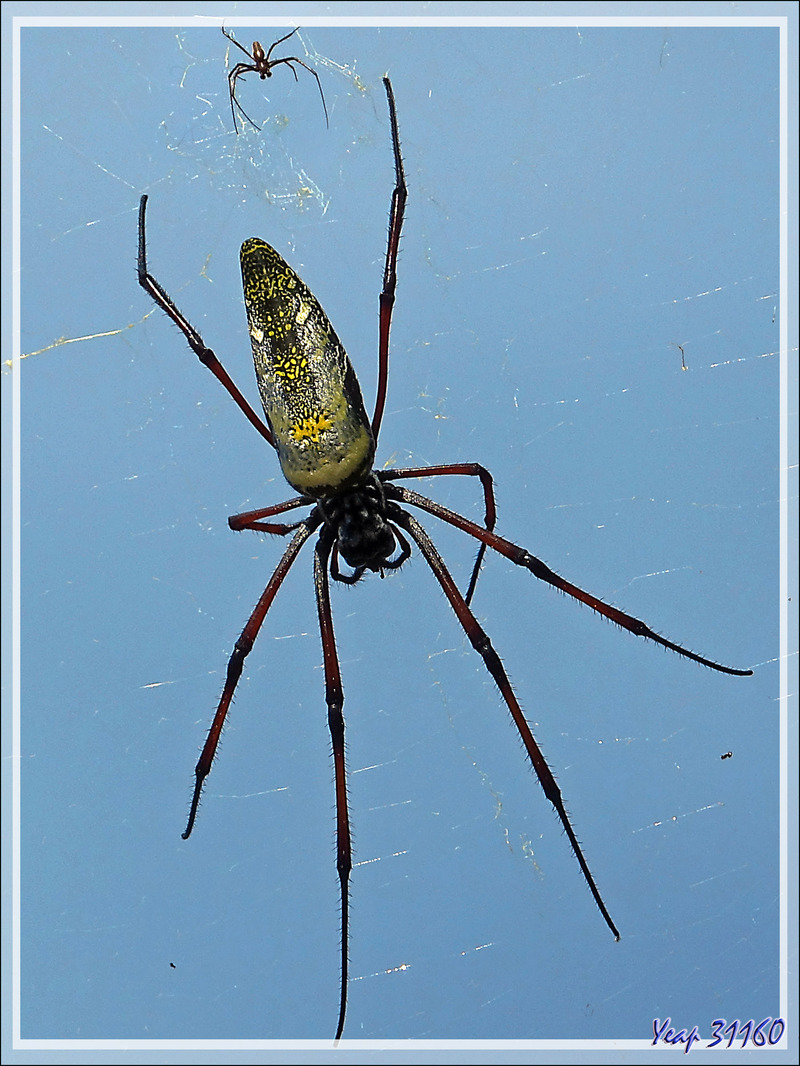 Femelle et mâle d'araignée Néphile dorée à pattes rouges, Red-legged Golden Orb Spider (Nephila inaurata madagascariensis) - Nosy Sakatia - Madagascar