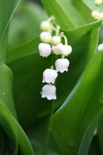 Bonne Fête du 1er Mai