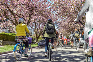 walking bicycle spring cherry blossoms
