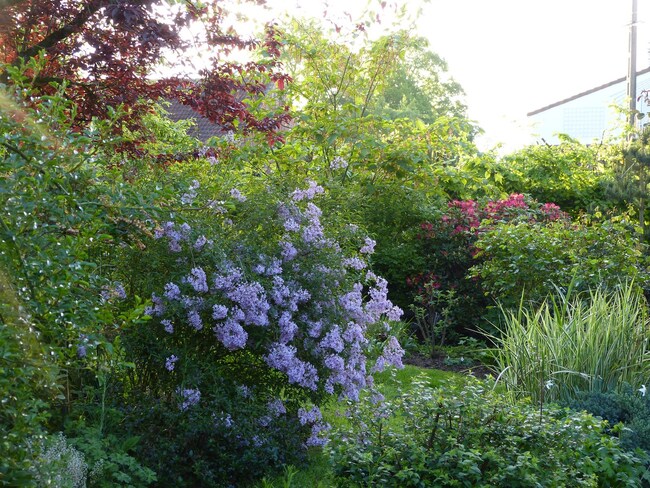 syringa persica