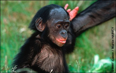 Le bonobo