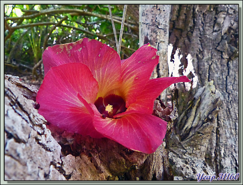 Fleur d'Hibiscus de mer (Hibiscus tiliaceus ou hastatus) - Maupiti - Polynésie française
