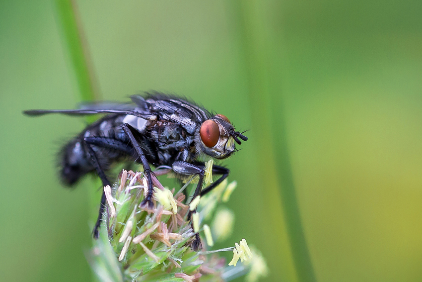 Ca bougent beaucoup dans les prairies