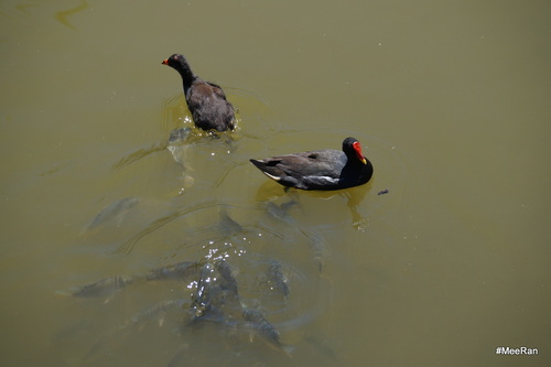 Cilaos, Lac, Réunion Island