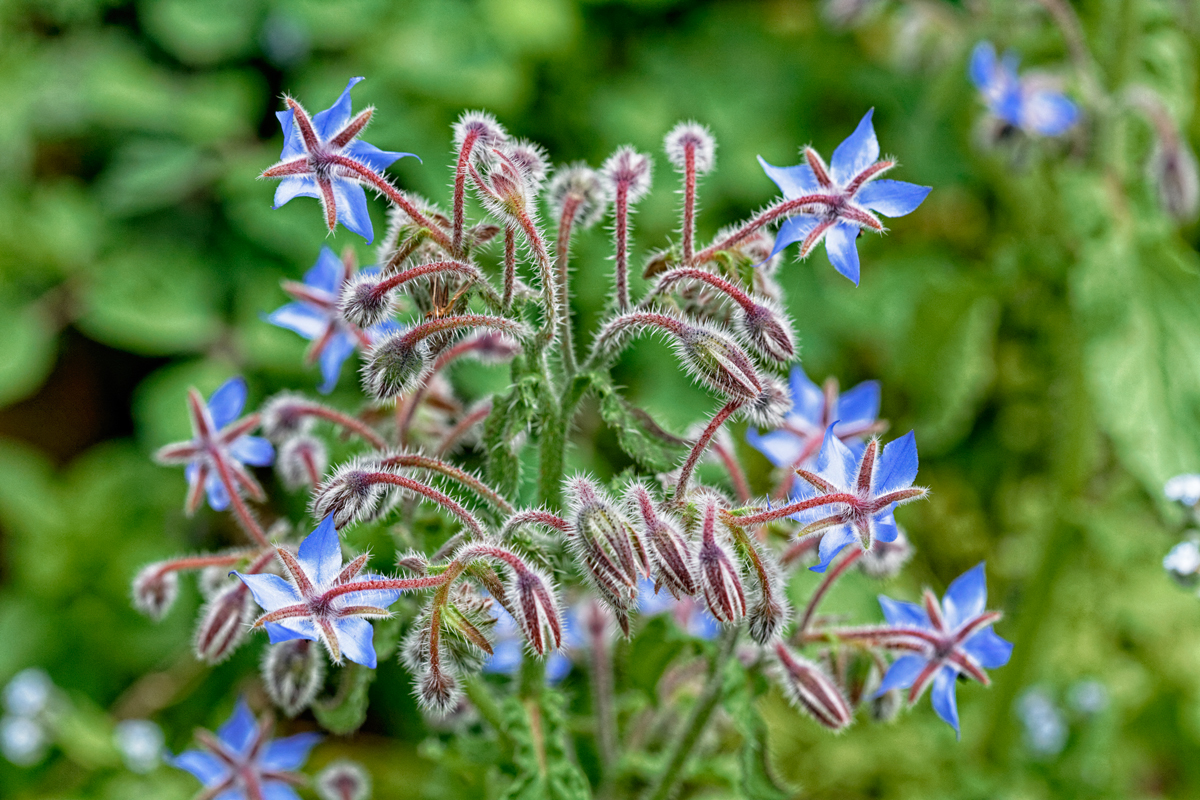 Le Jardin de Liliane en mai