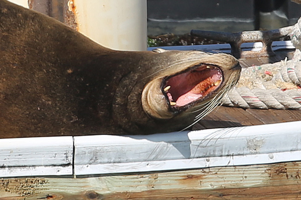 Les Lions de mer du Pier 39