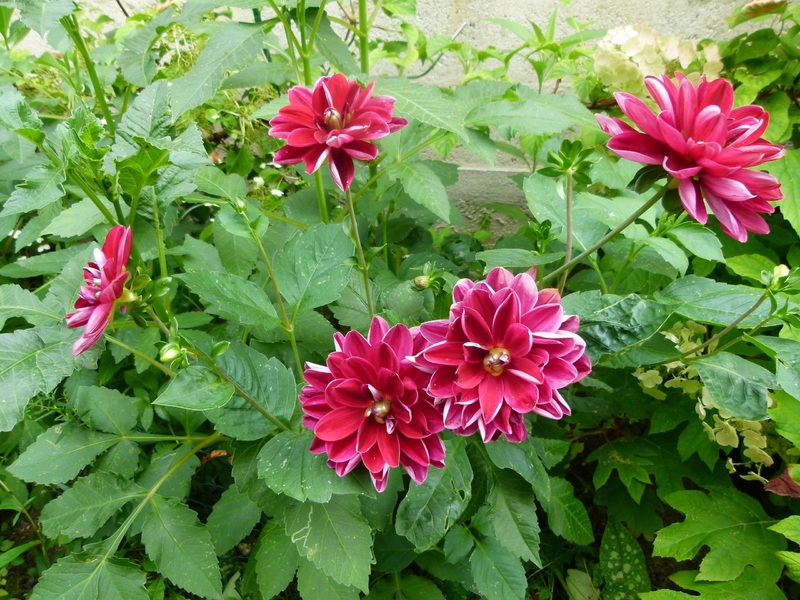 D comme dahlias