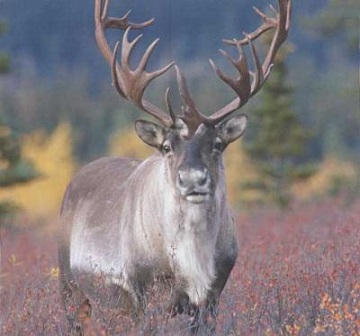 Cet animal est si beau hors Noël !!!