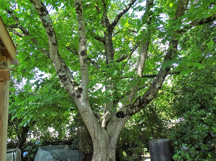 Voyage au jardin-forêt de Kerblouze Chapelle-Neuve (Morbihan)