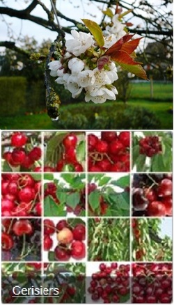 Cerisiers et fleurs Griottier