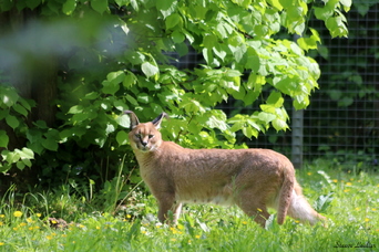 Caracal ou lynx de Perse