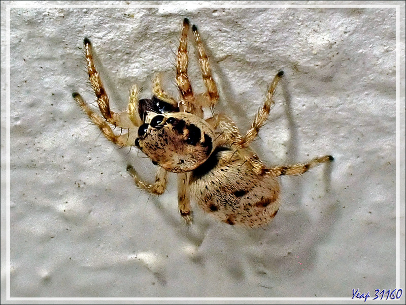 Araignée femelle Saltique arlequin ou chevronnée (Salticus scenicus) - La Couarde-sur-Mer - Ile de Ré - 17