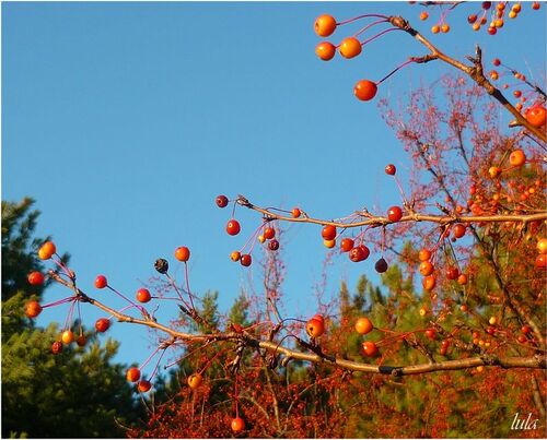 Arbres et arbustes en fleurs