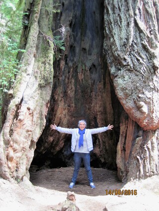 Parc national de Redwood - Californie
