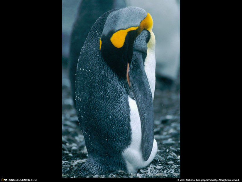 10 Images de la National Geographic