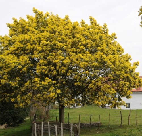 Fleurs cultivées : Mimosa