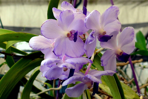 Les belles orchidées ... (2)