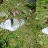 Piéride du navet (Pieris napi)