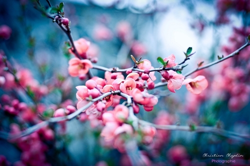 Une photo | Le printemps déploie ses couleurs