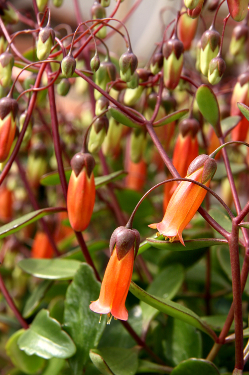 Fleurs cultivées : kalanchoe