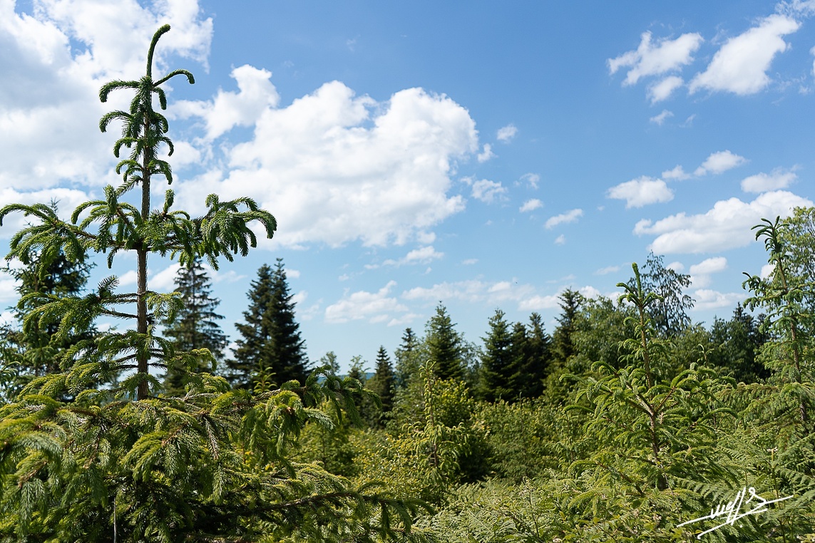 Du côté des sapins  (2 et fin)