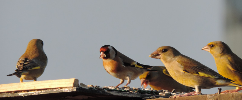 Les oiseaux dans le jardin...