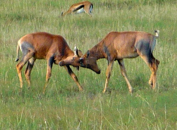 Combat antilopes