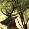 Cerf, parc de Ste Croix