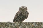 Oiseaux